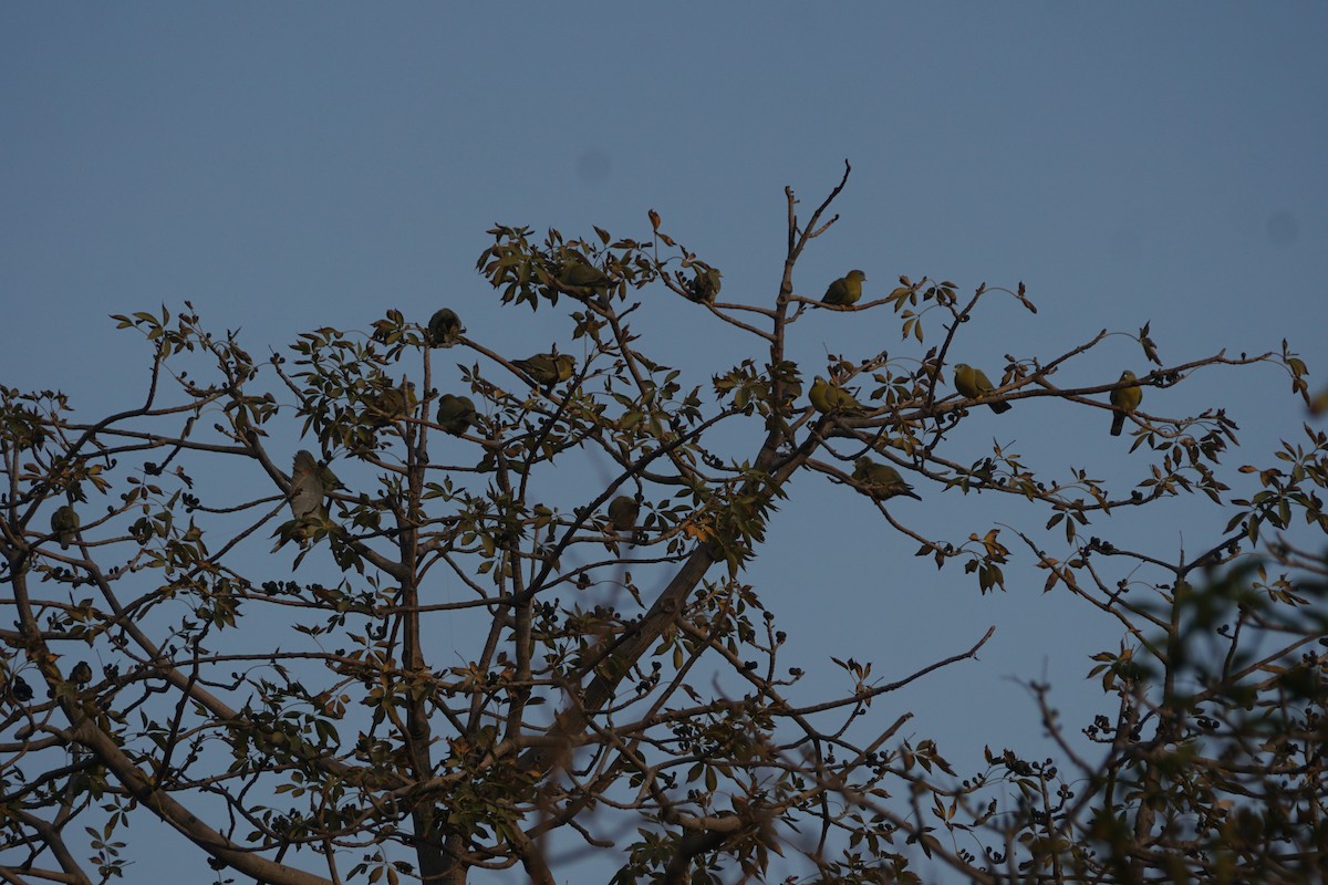 Yellow-footed Green-Pigeon - ML615669579