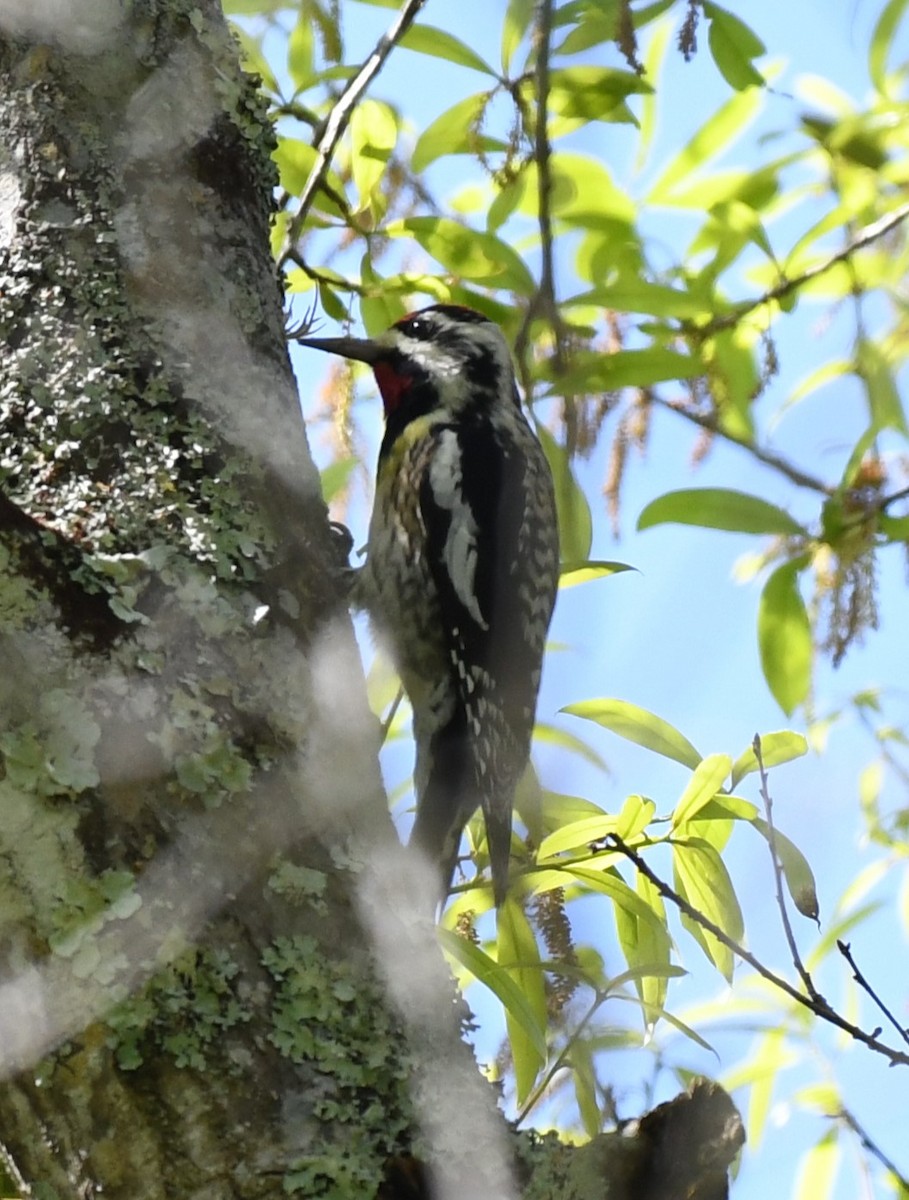 Yellow-bellied Sapsucker - ML615669587