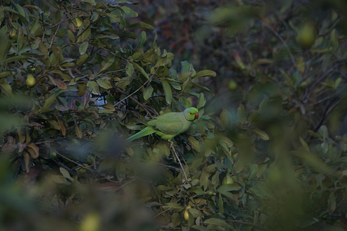 Rose-ringed Parakeet - Nusrat Ali