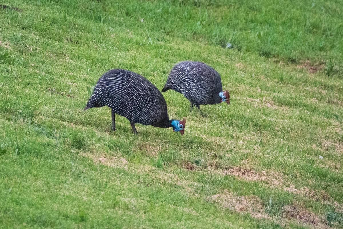 Helmeted Guineafowl - ML615669599