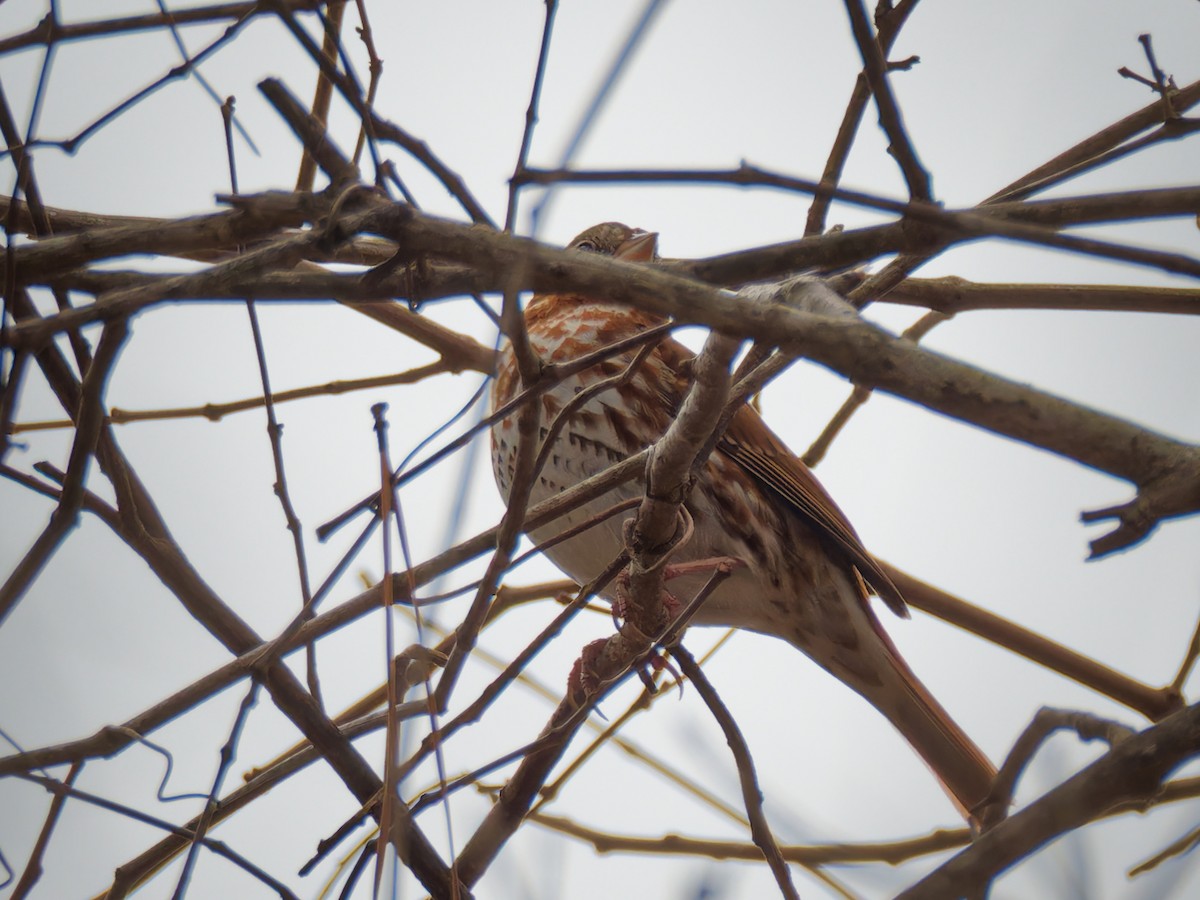 Fox Sparrow - Terry Miller 🦅