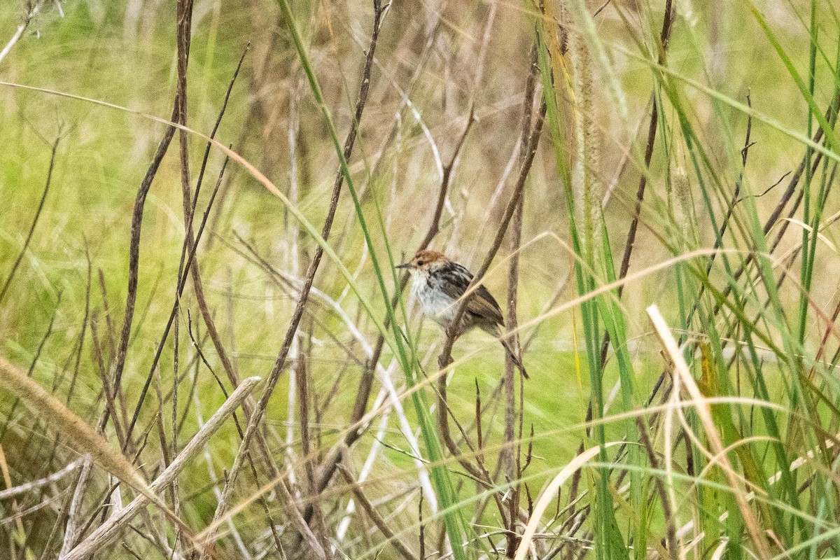 Levaillant's Cisticola - ML615669618