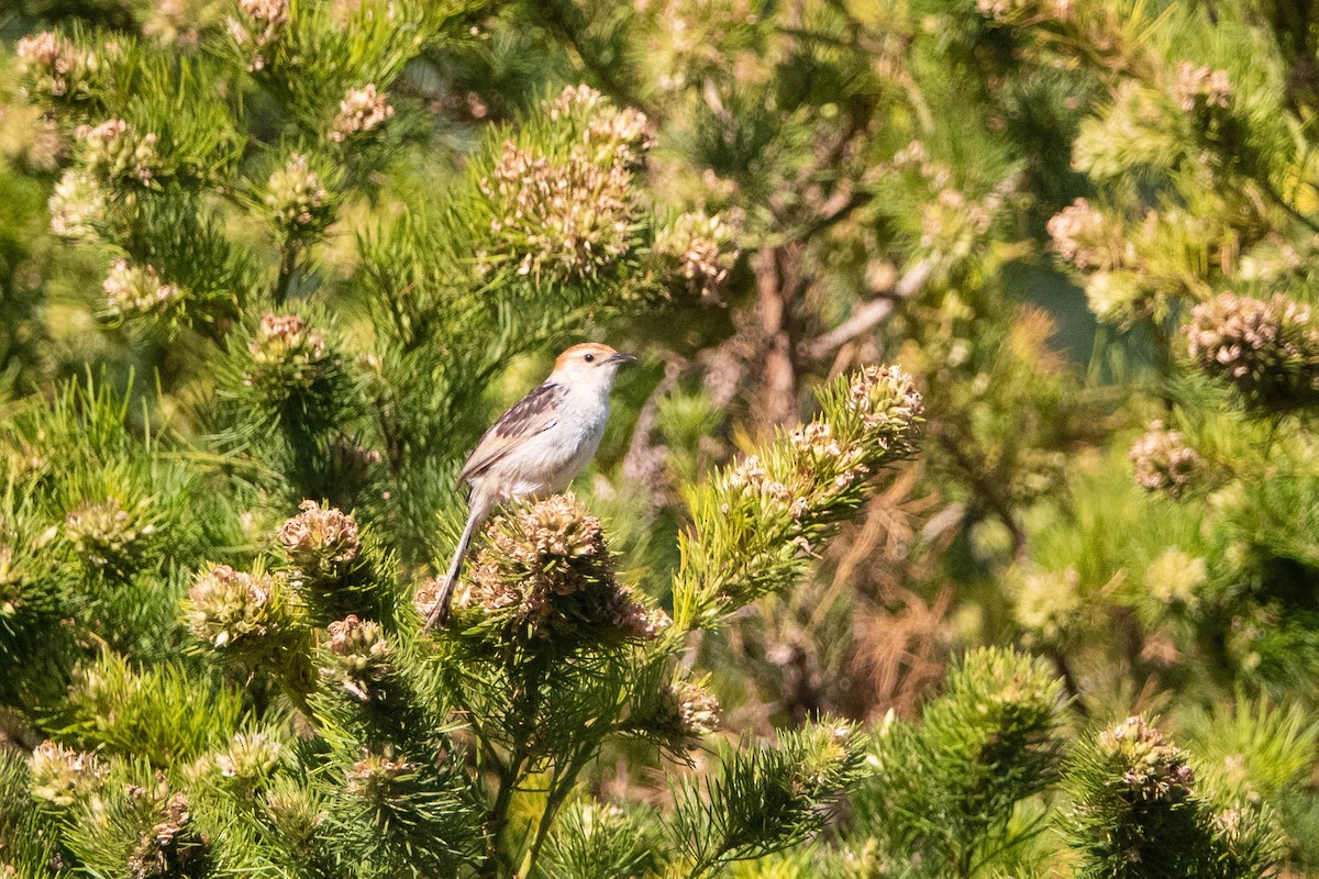 Levaillant's Cisticola - Hans van der Hoeven