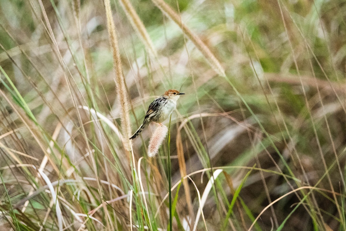 Levaillant's Cisticola - ML615669621