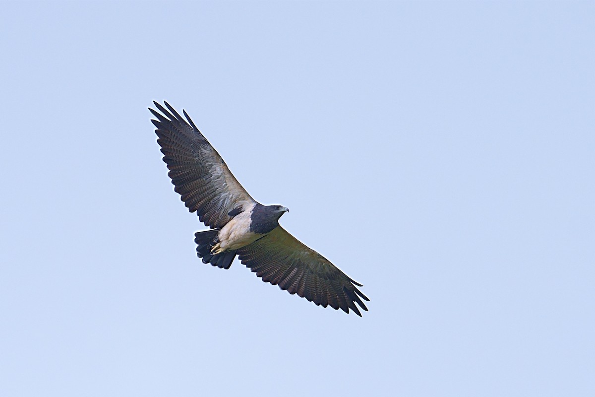 Black-chested Buzzard-Eagle - ML615669643