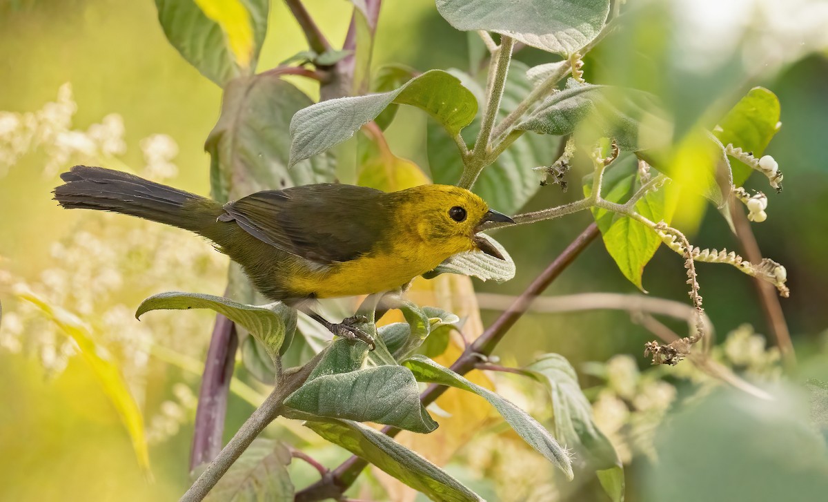 Yellow-headed Brushfinch - Josee Normandeau