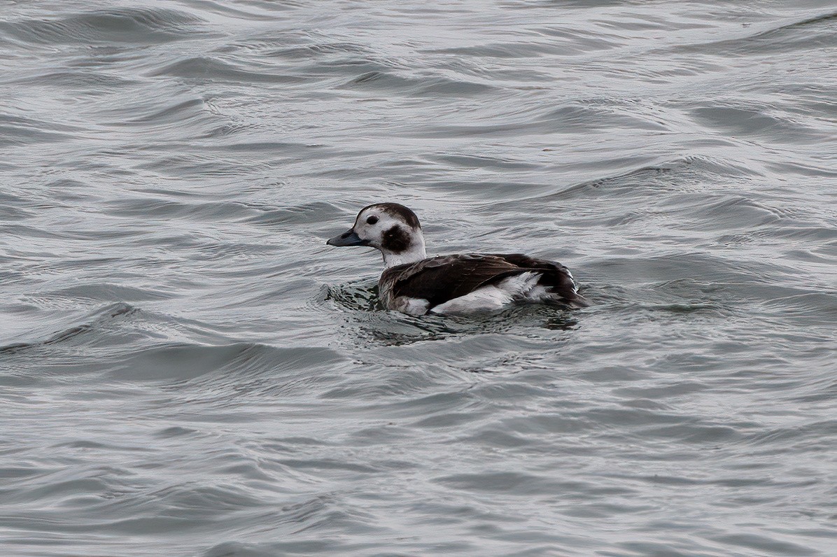 Long-tailed Duck - ML615669689