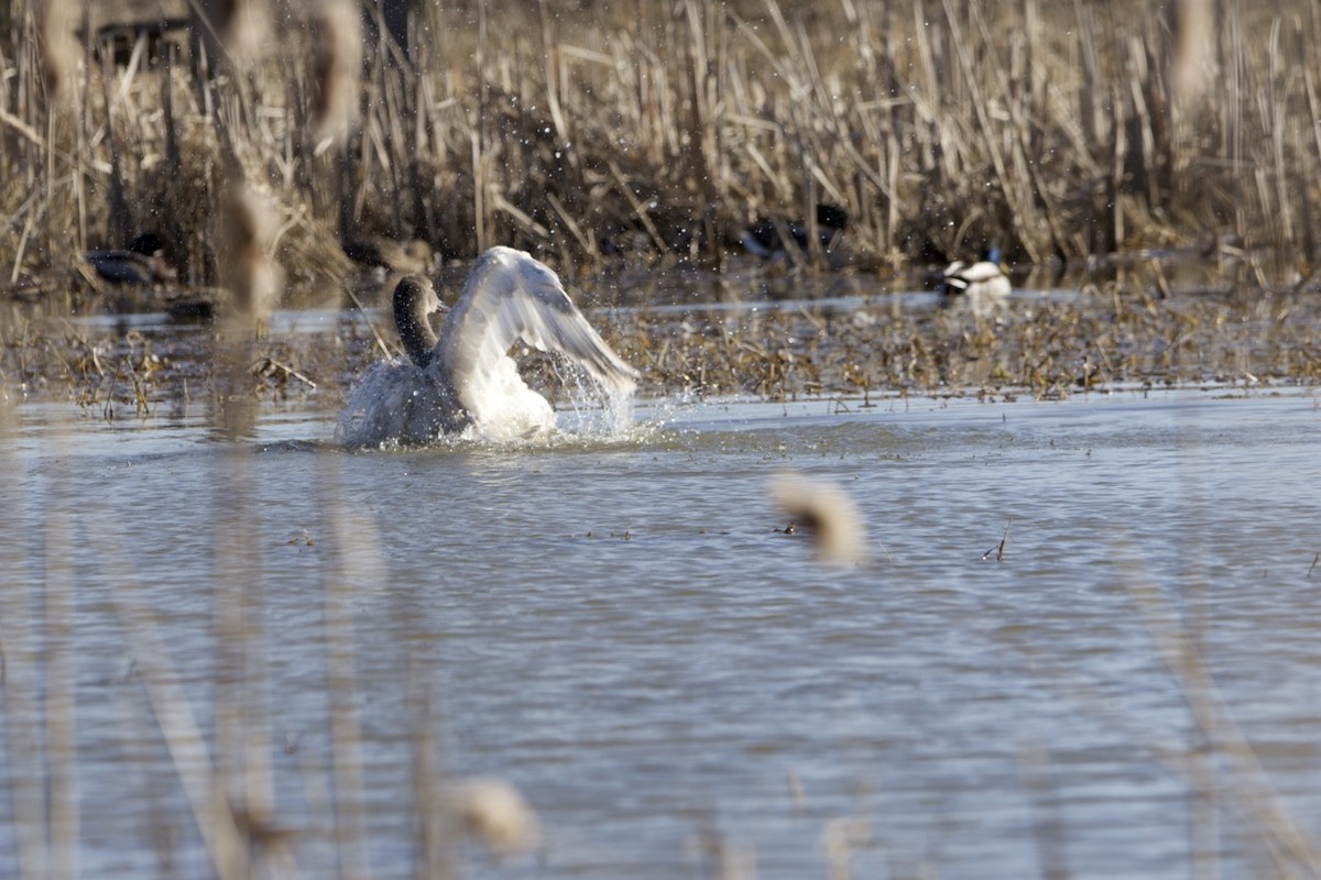 Cygne siffleur - ML615669693