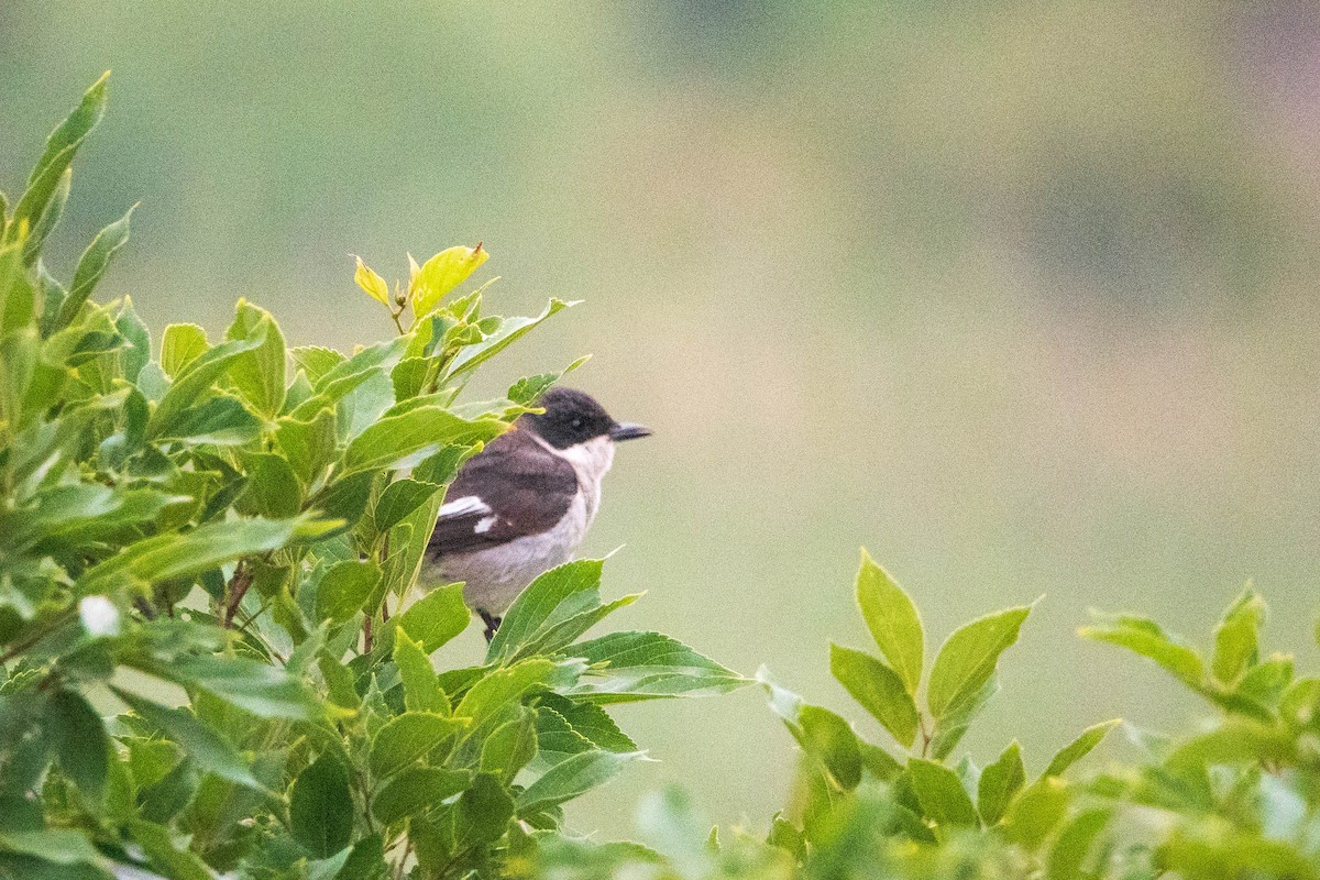 Fiscal Flycatcher - ML615669733