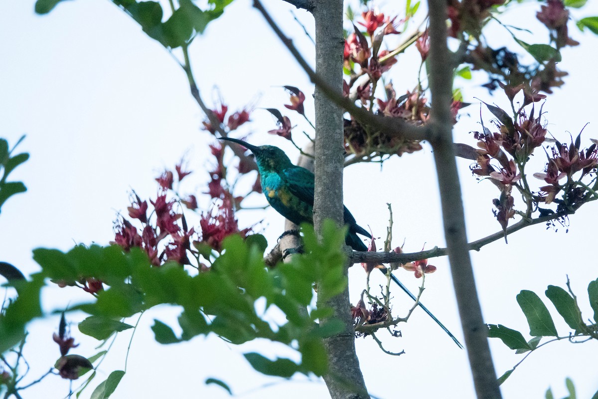 Malachite Sunbird - ML615669739