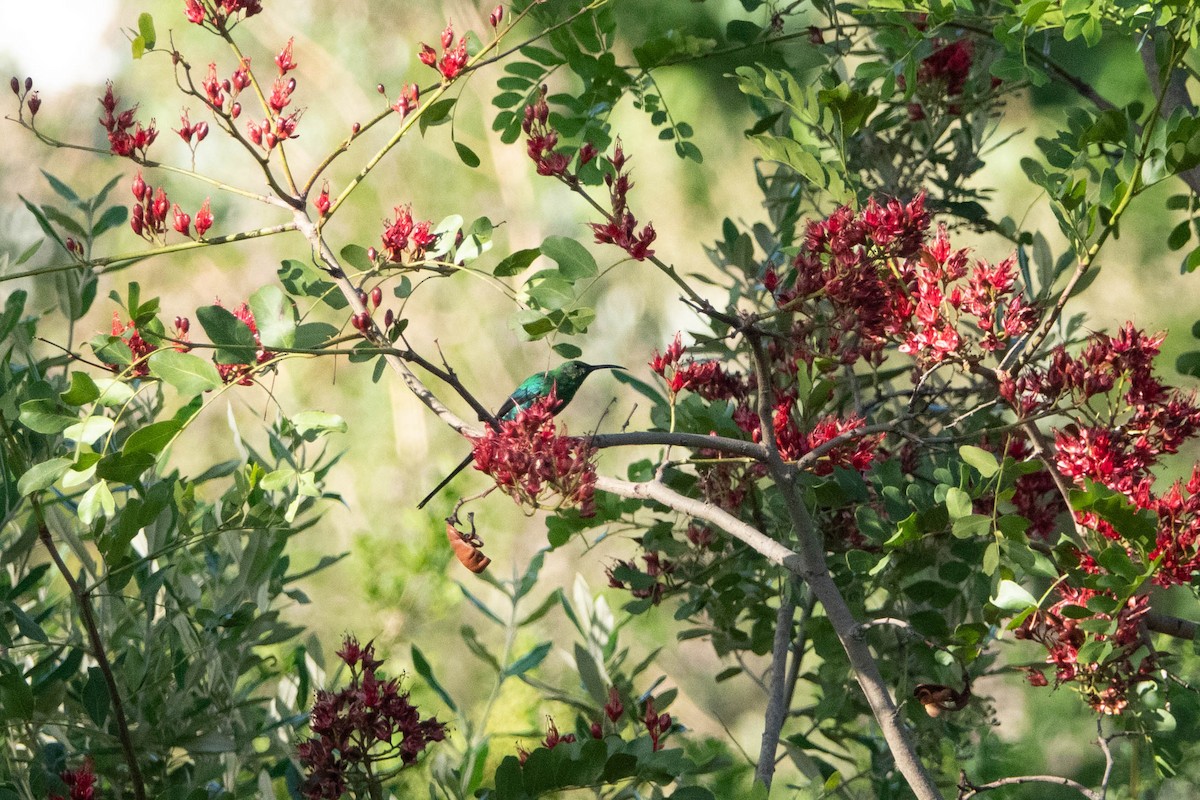 Malachite Sunbird - Hans van der Hoeven