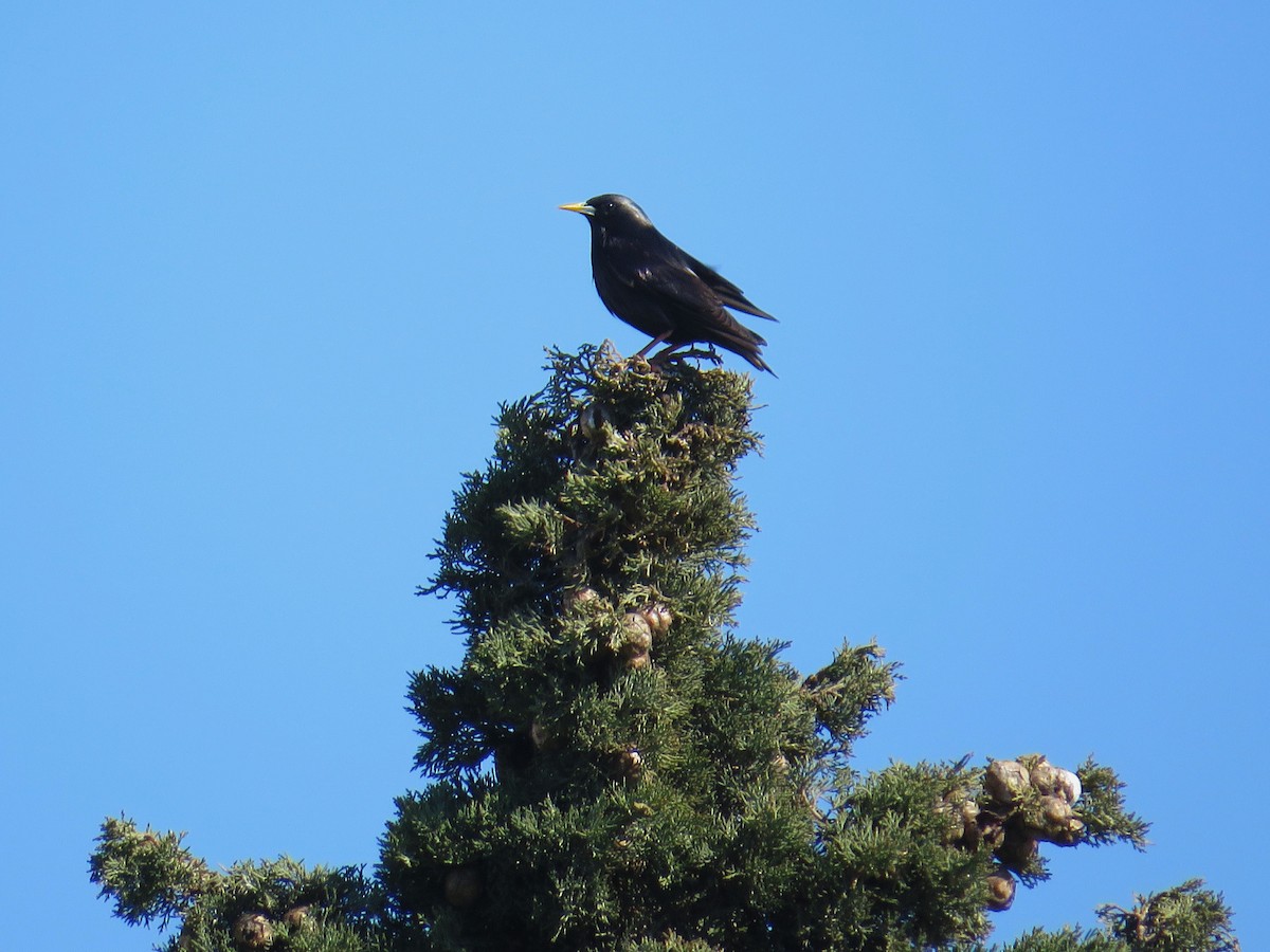 Spotless Starling - ML615669748