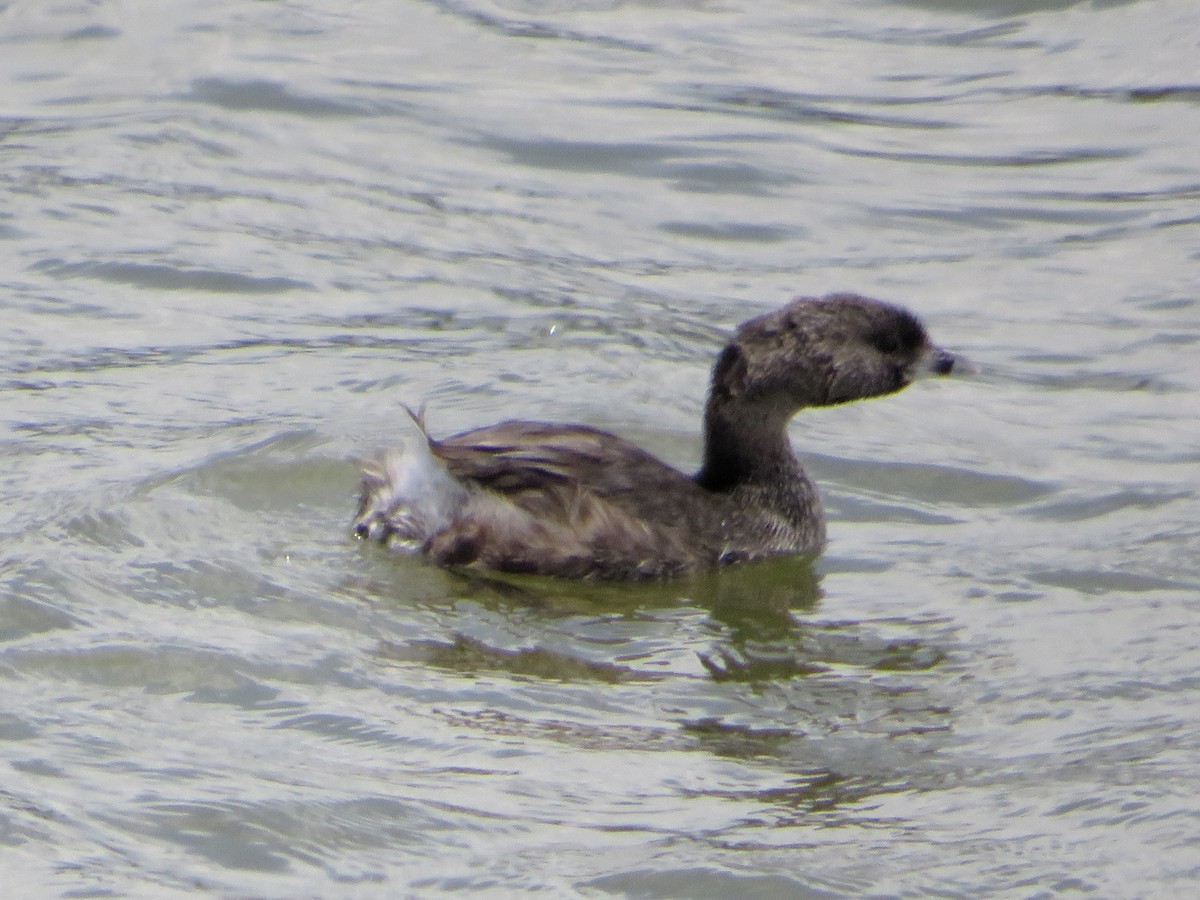 Pied-billed Grebe - ML615669749