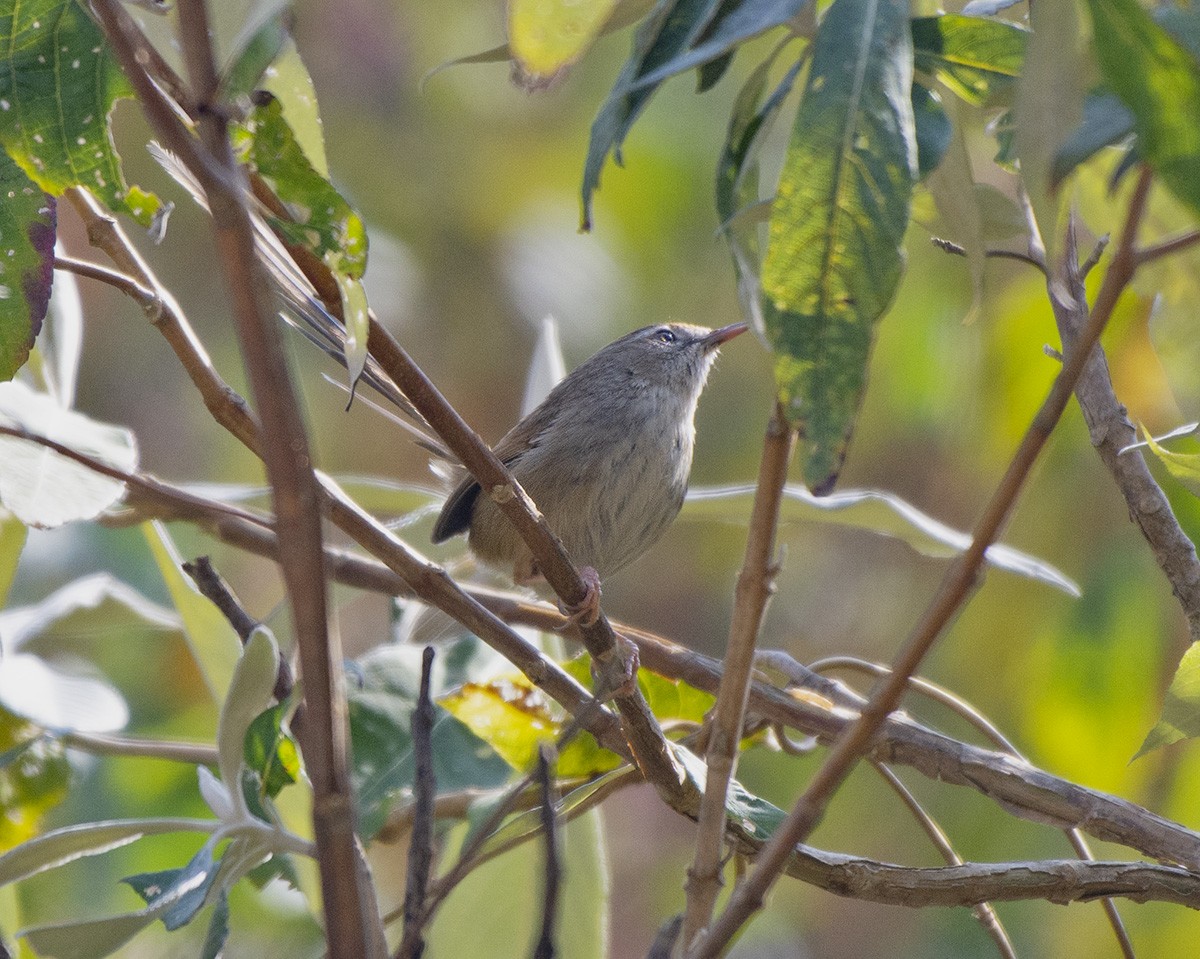 Rufous-crowned Prinia - Rejaul Karim