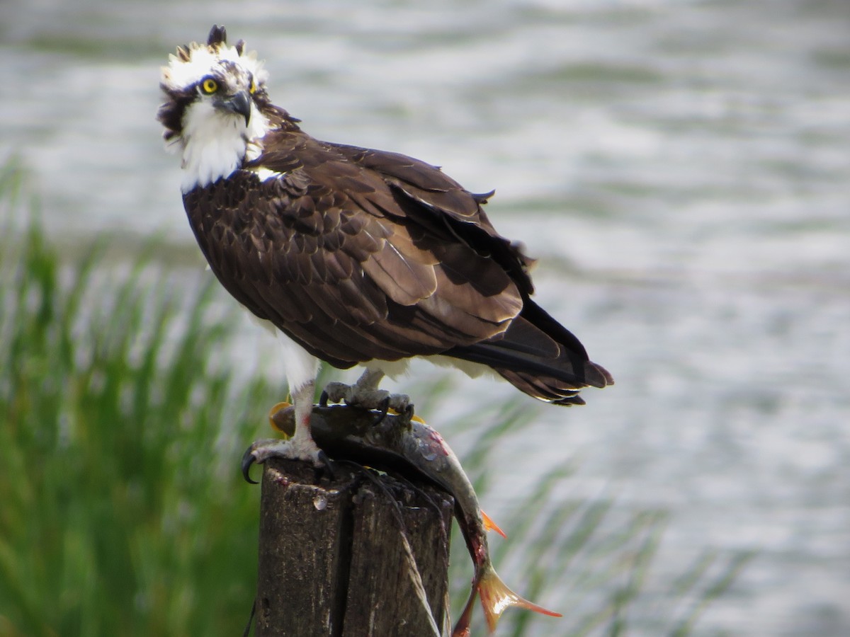 Águila Pescadora - ML615669770