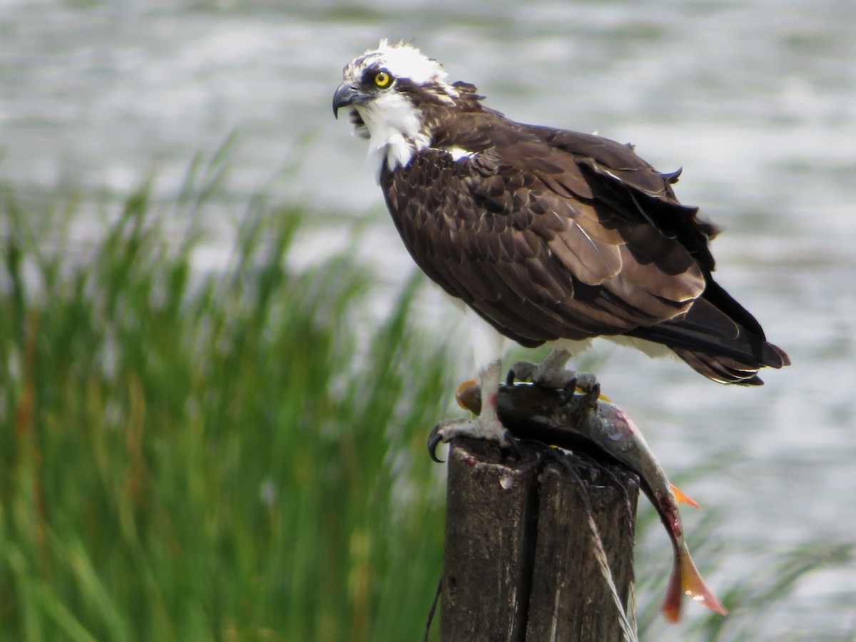 Águila Pescadora - ML615669771