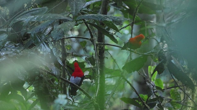 Andean Cock-of-the-rock - ML615669778