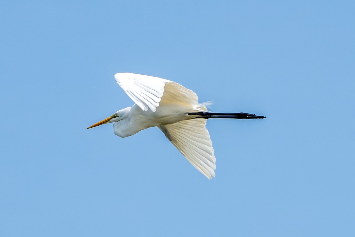 Great Egret - ML615669790