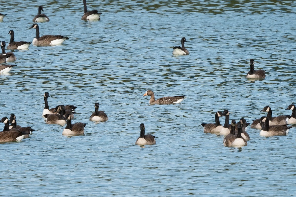 Greater White-fronted Goose - ML615669796