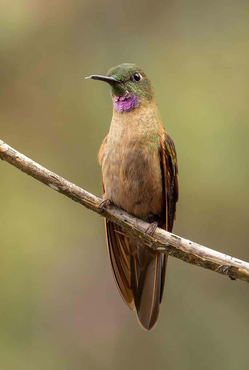 Fawn-breasted Brilliant - ML615669812