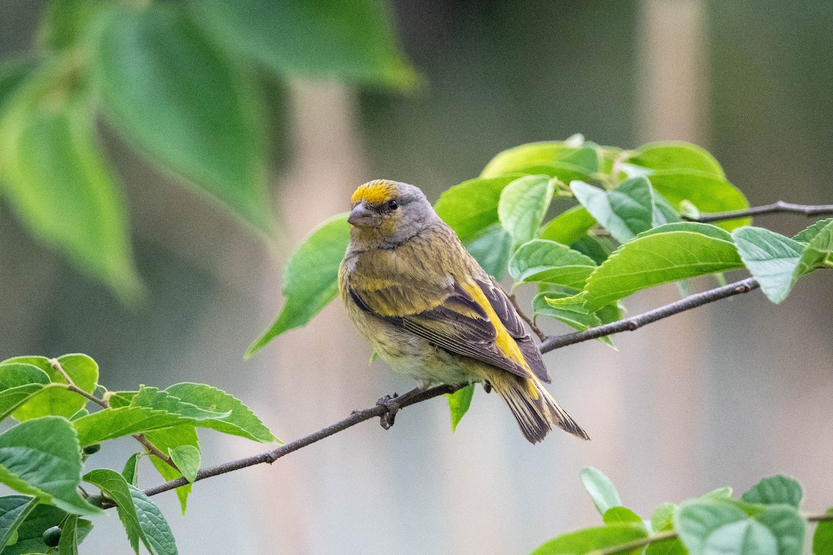 Cape Canary - Hans van der Hoeven