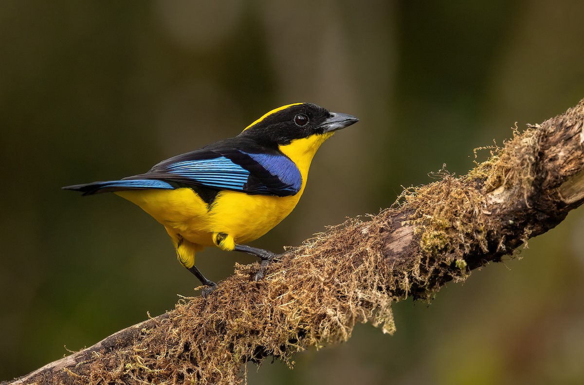 Blue-winged Mountain Tanager - Josee Normandeau
