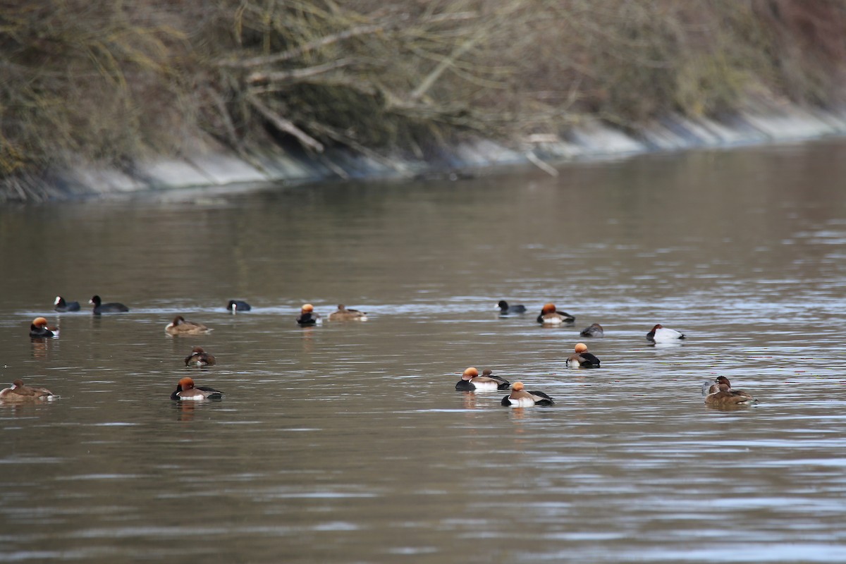 Red-crested Pochard - ML615669843