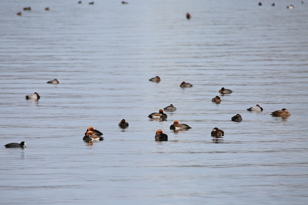 Red-crested Pochard - ML615669853