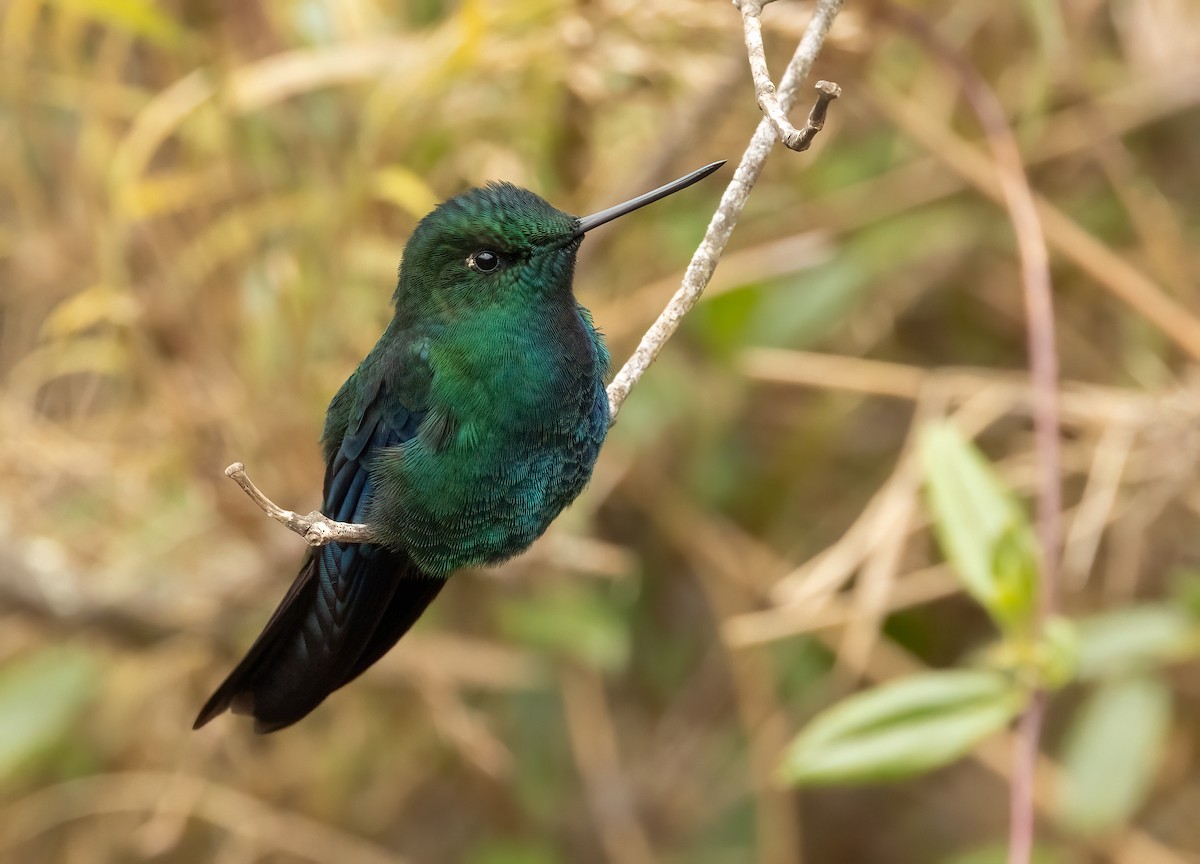 kolibřík modrokřídlý - ML615669862