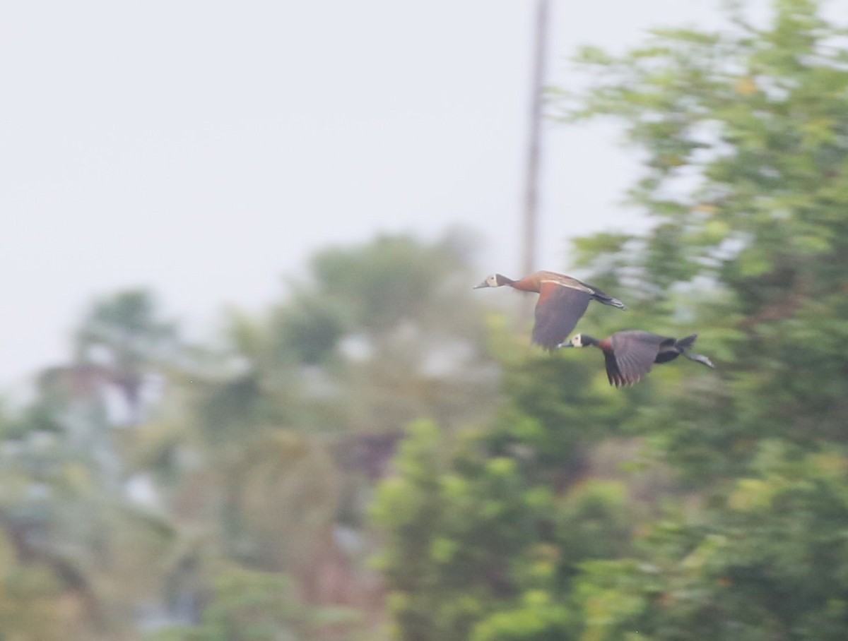 White-faced Whistling-Duck - ML615669863