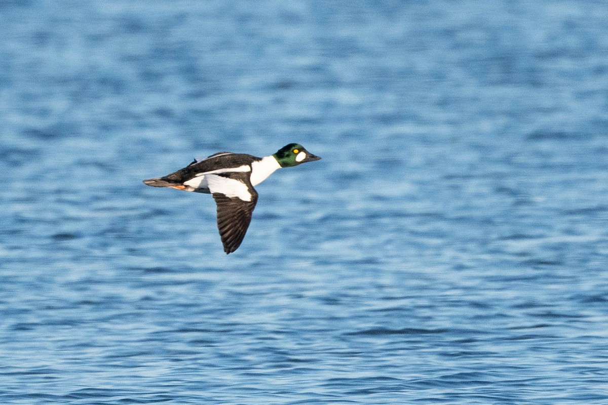 Common Goldeneye - ML615669865