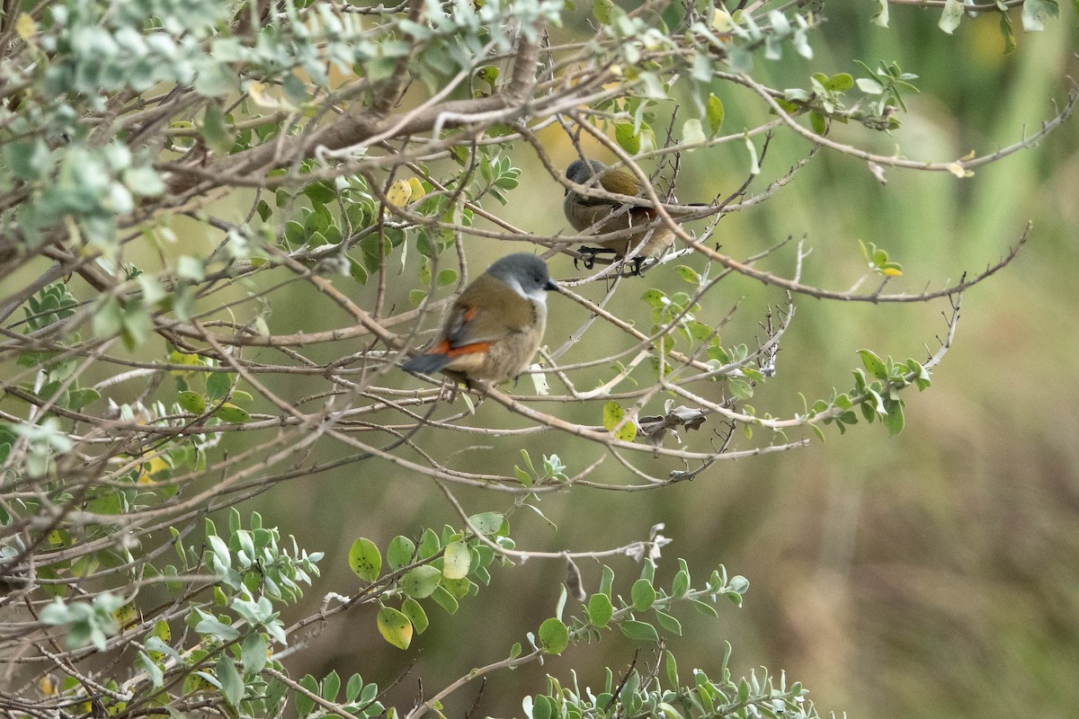 Swee Waxbill - ML615669866