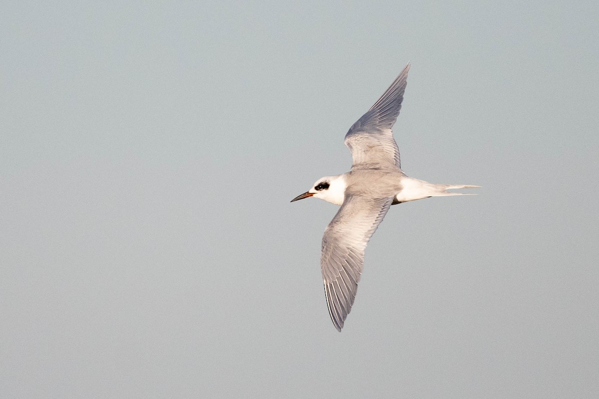 Forster's Tern - ML615669868