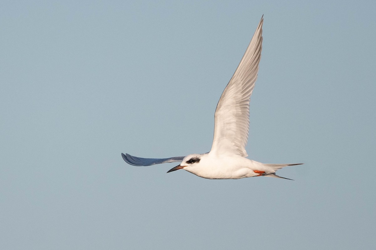 Forster's Tern - ML615669869