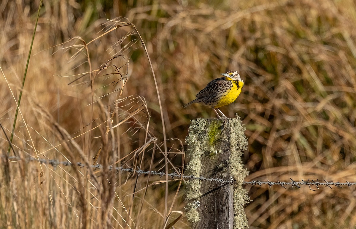 Eastern Meadowlark - ML615669924