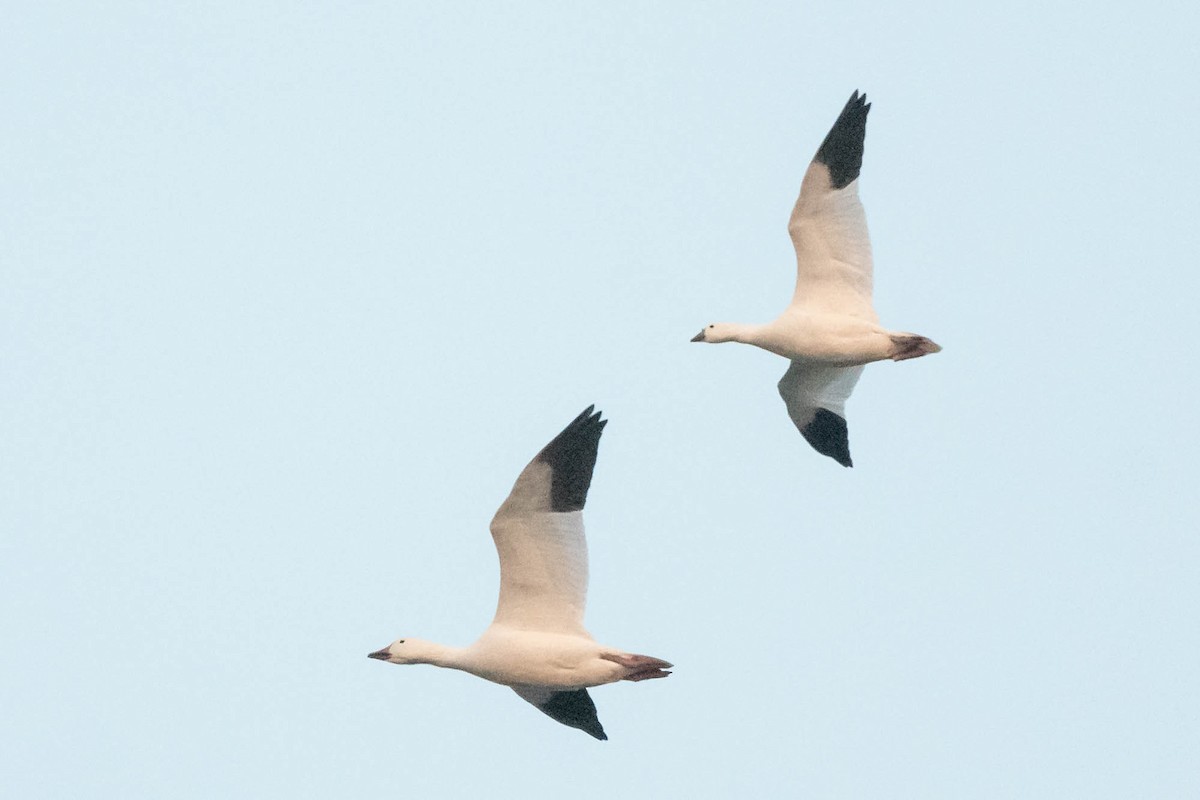 Ross's Goose - ML615669927