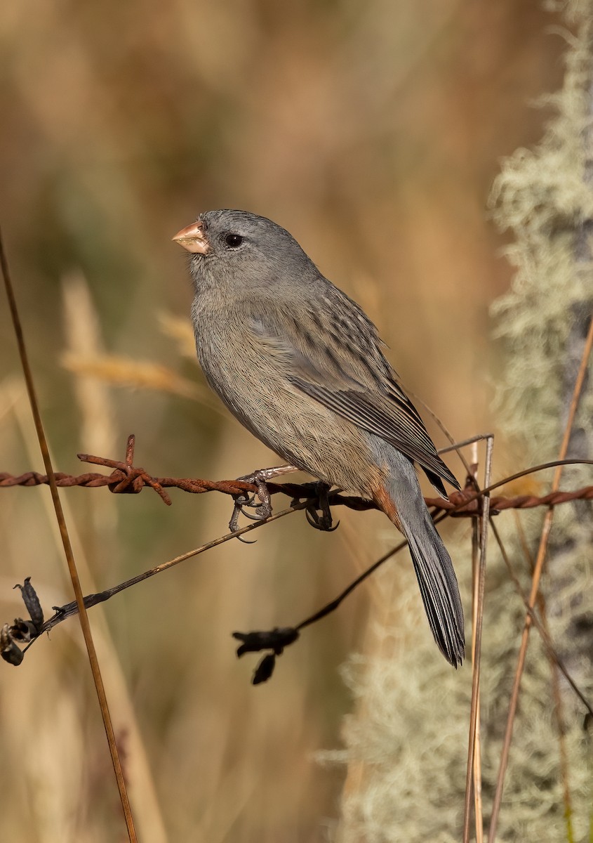 Plain-colored Seedeater - Josee Normandeau