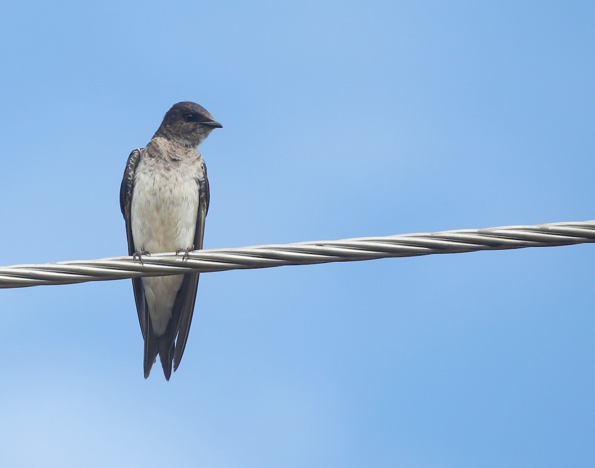 Gray-breasted Martin - ML615669934
