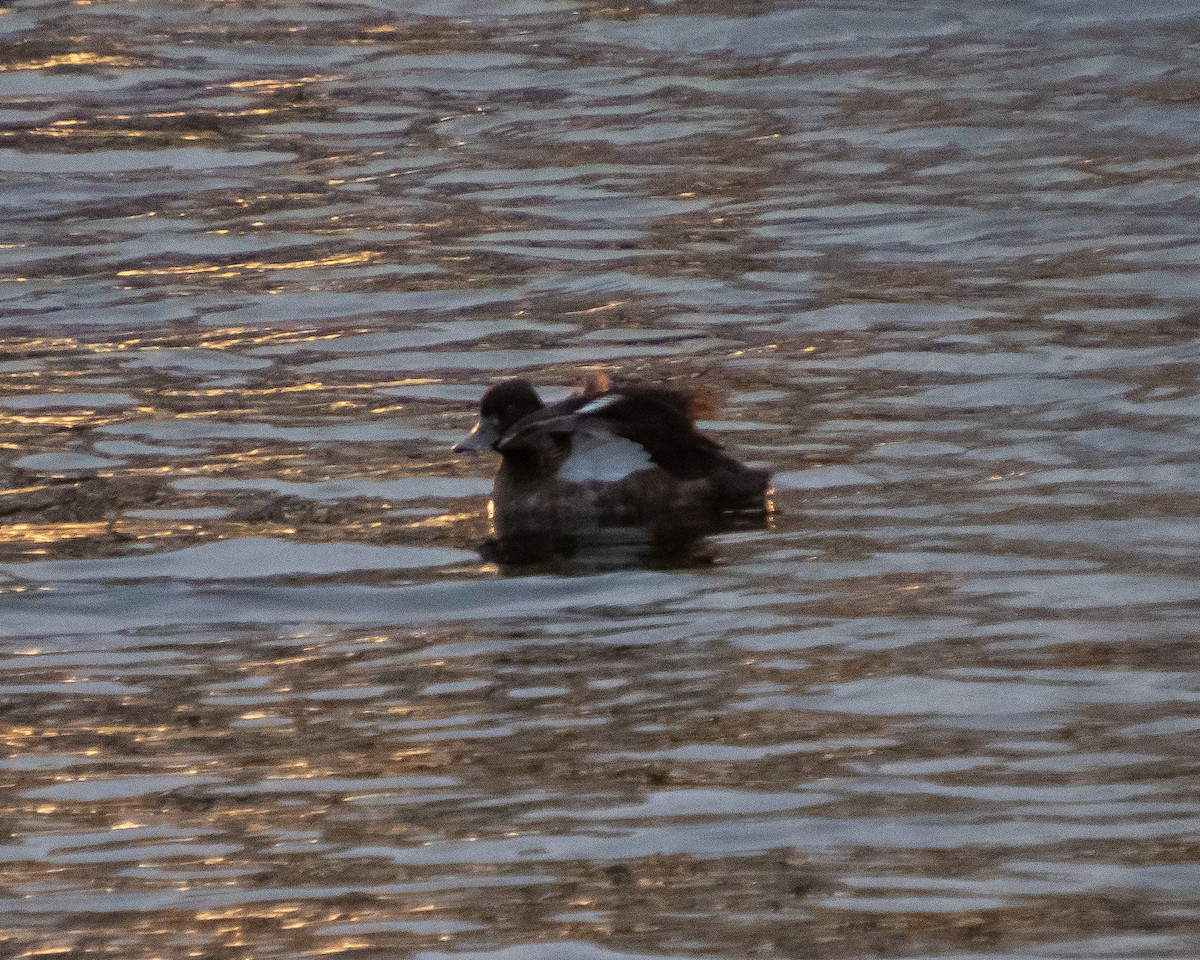 Tufted Duck - ML615669959