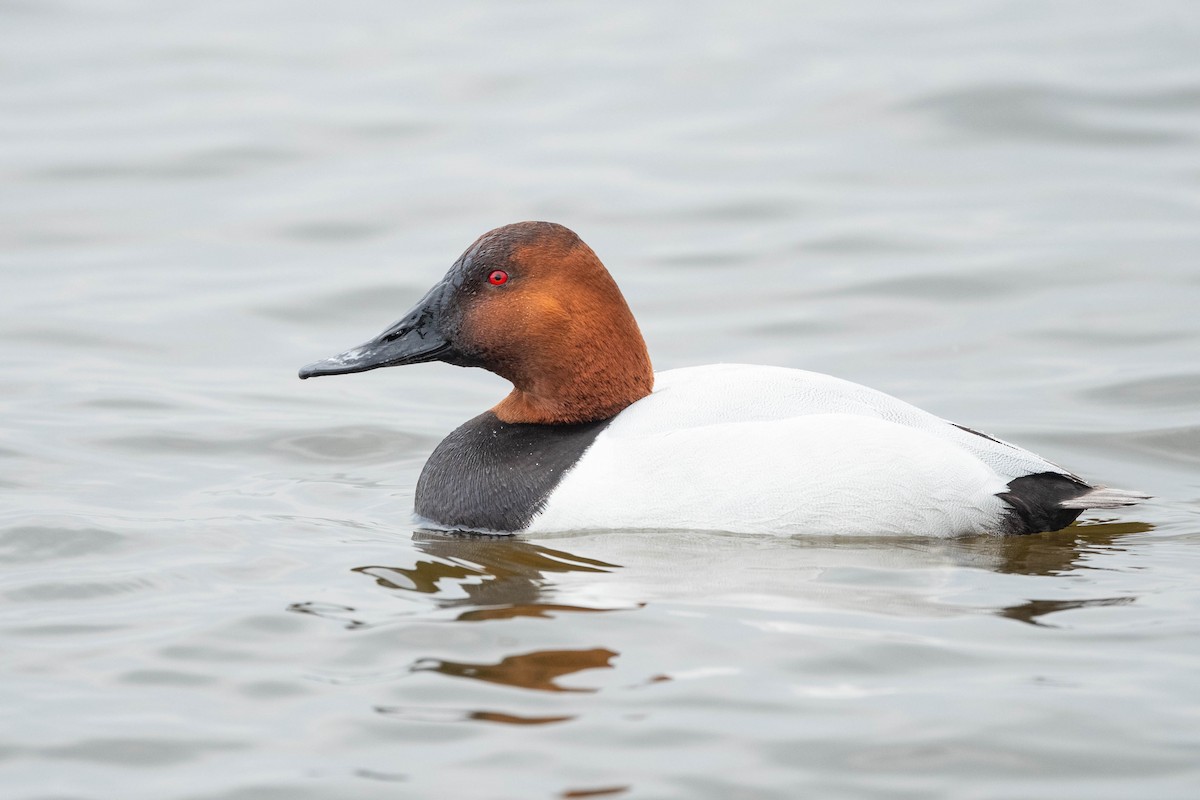 Canvasback - ML615669962