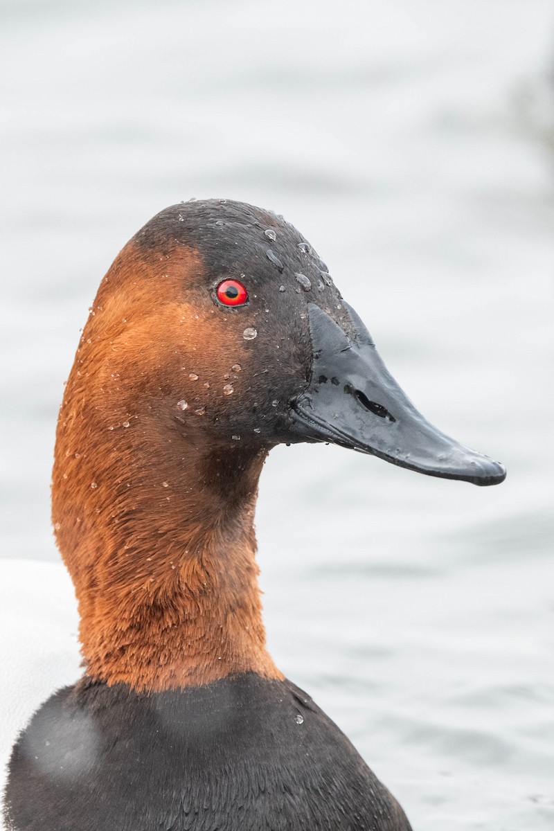 Canvasback - ML615669963