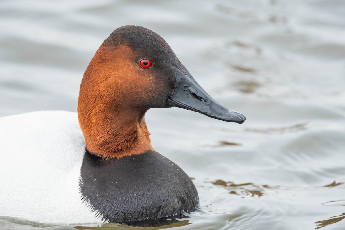 Canvasback - ML615669964