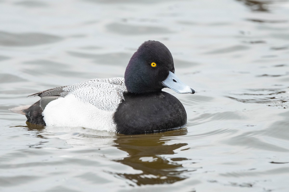 Lesser Scaup - ML615669966