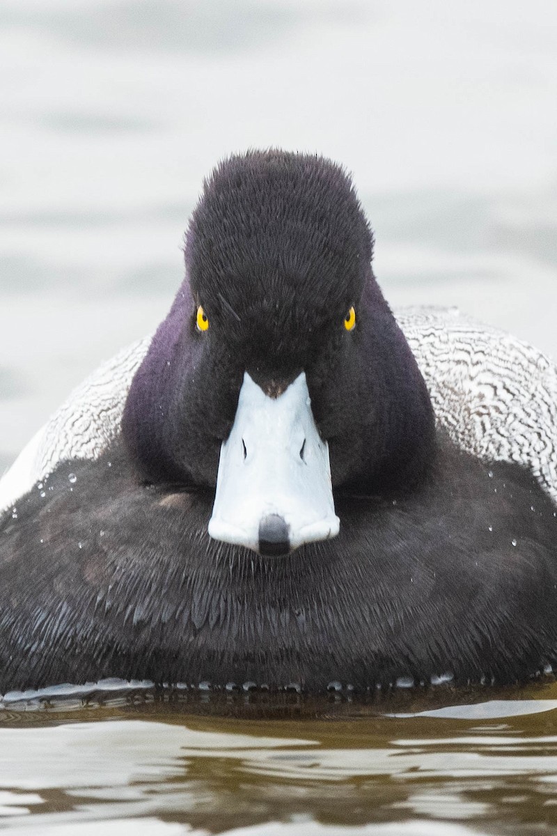 Lesser Scaup - ML615669967