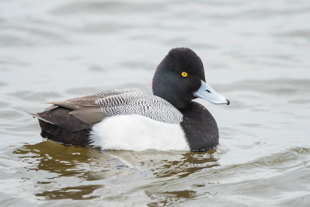 Lesser Scaup - ML615669968