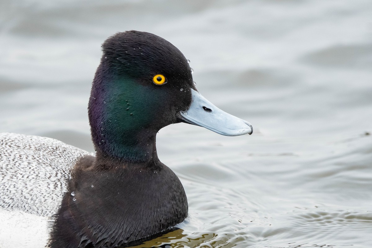 Lesser Scaup - ML615669969