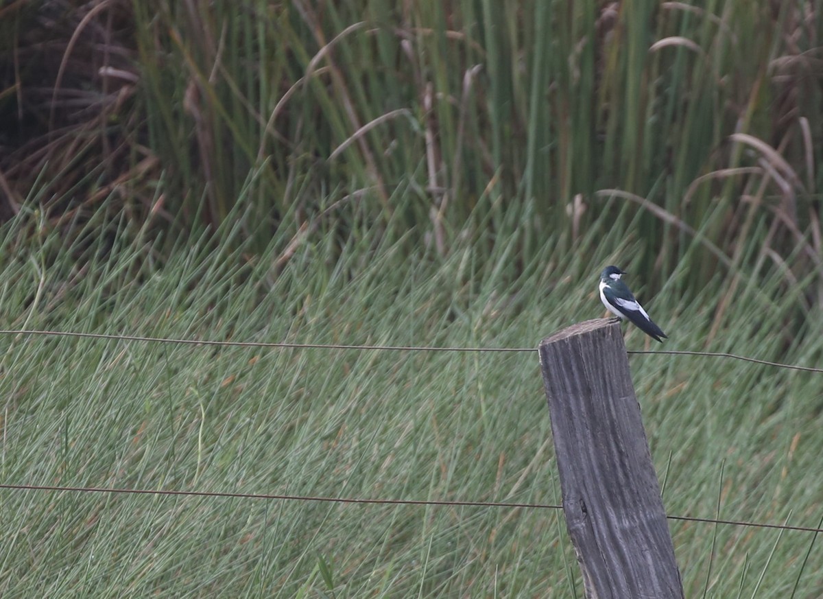 White-winged Swallow - ML615670060