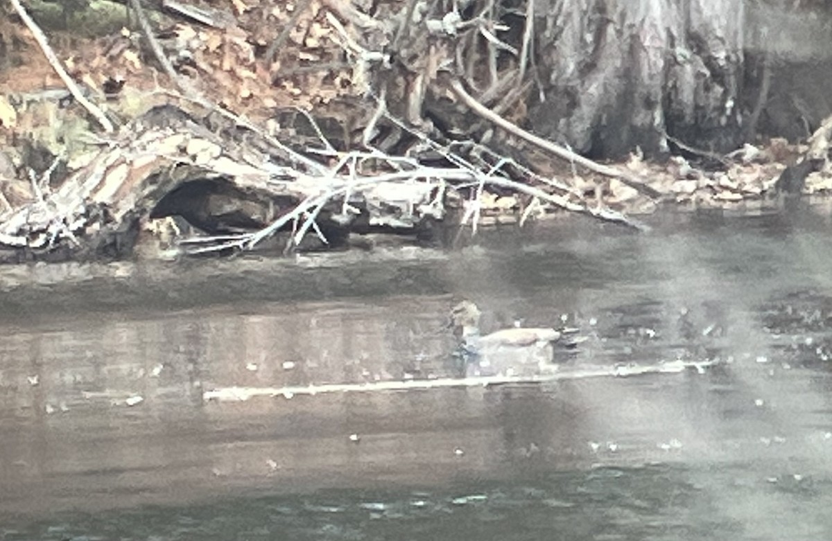 Gadwall - Don Heitzmann