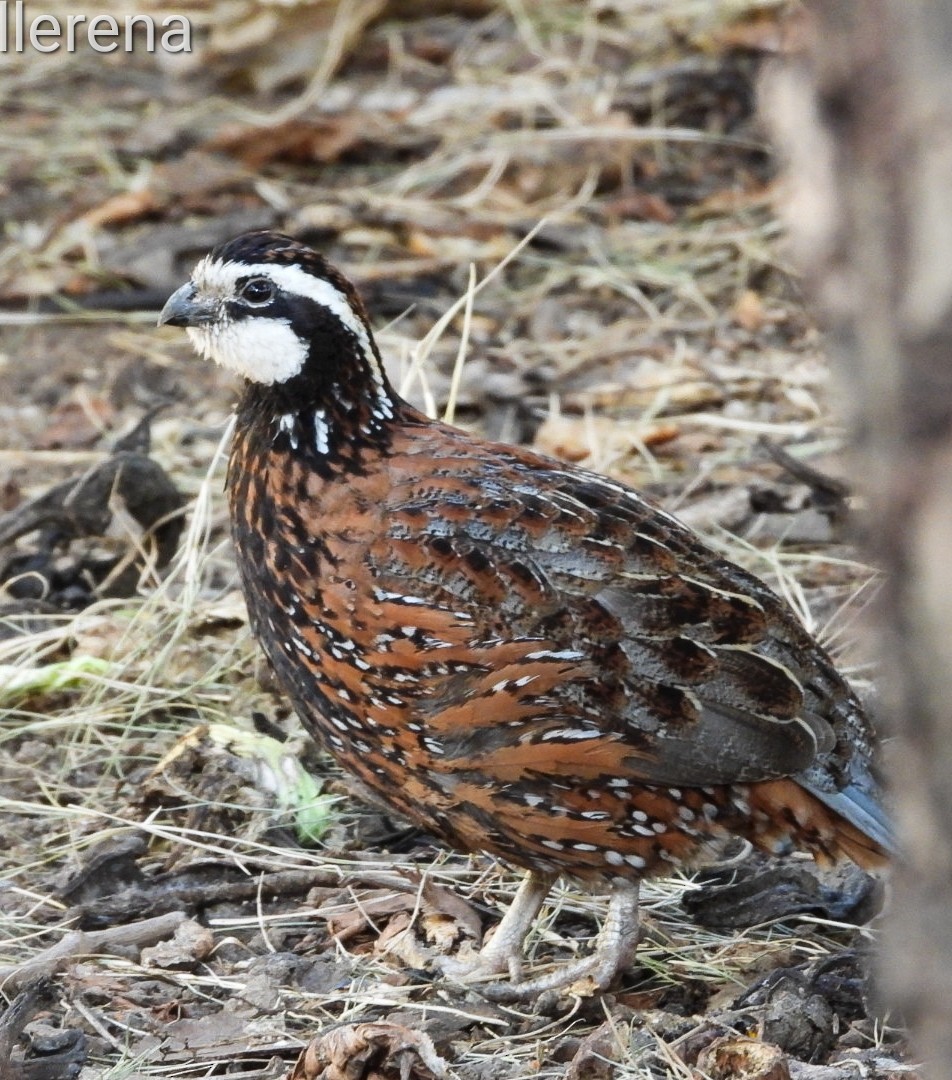 Northern Bobwhite - ML615670116