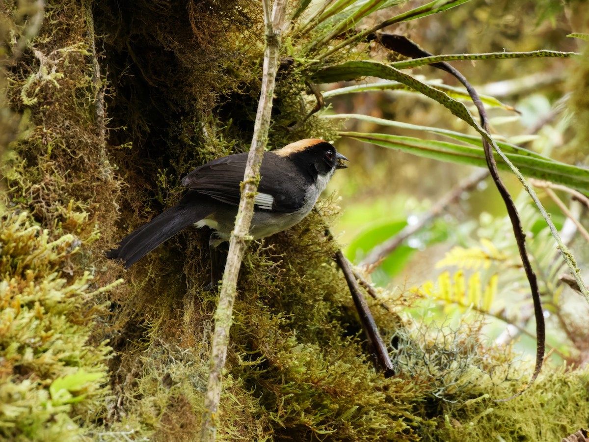 White-winged Brushfinch (White-winged) - Dina Perry